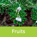 Abies Koreana Korean Fir Fruits